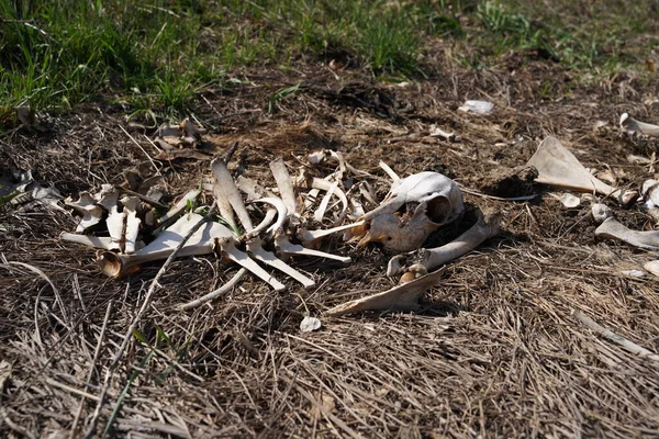 Pile of deer bones and carcass laying on side of road