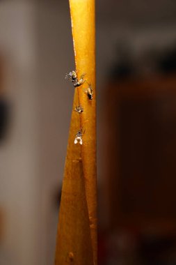 yapışkan bantla yakın plan görüntüde uçar