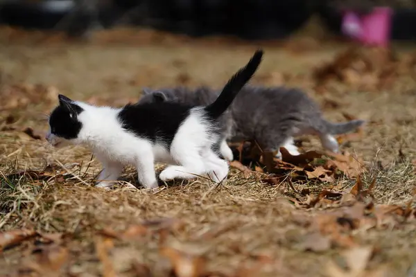 땅에서 귀여운 고양이 — 스톡 사진