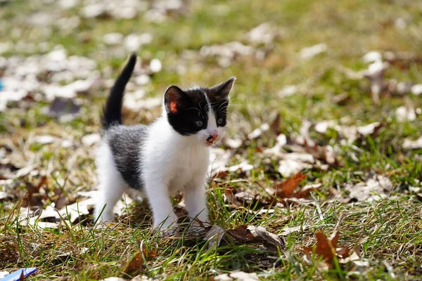 春天的时候 可爱的小猫在外面的地上玩耍 — 图库照片