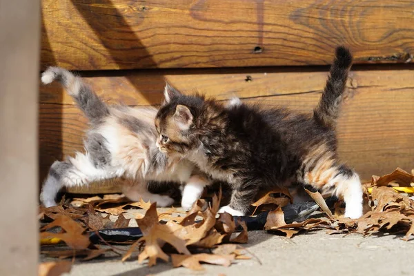 Roztomilá Koťátka Venku Jaře Hrají Zemi — Stock fotografie