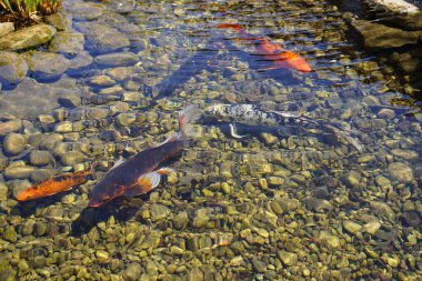 Japon Koi Nishikigoi Amur Sazan balığı sığ bir adam havuzunda yüzer..