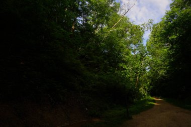 Ormanın güzel manzarası