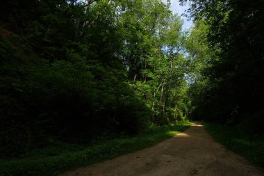 Yollu yeşil bir ağacın dikey görüntüsü