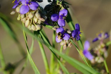 Yaban arısı mor Tradescantia örümcek otunu tozlaştırır..