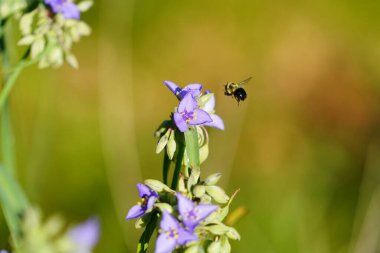 Yaban arısı mor Tradescantia örümcek otunu tozlaştırır..