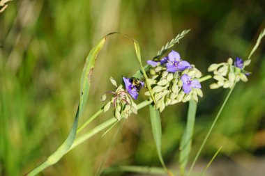 Yaban arısı mor Tradescantia örümcek otunu tozlaştırır..