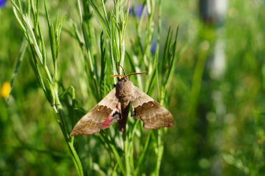 Pachysphinx Modesta, çiçek bahçesinde takılan mütevazı Sfenks güvesi..