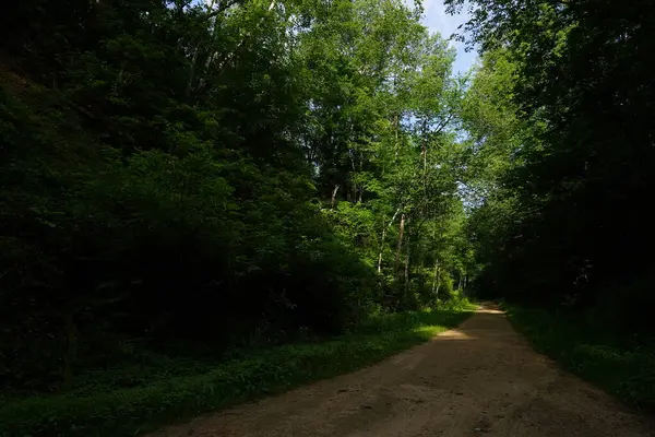 Yollu yeşil bir ağacın dikey görüntüsü