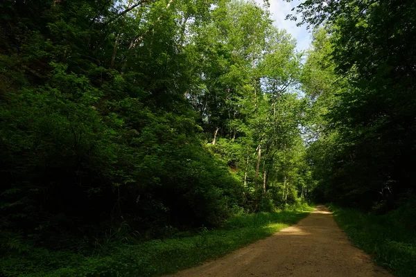 Gündüz vakti yeşil bir ormanın dikey görüntüsü