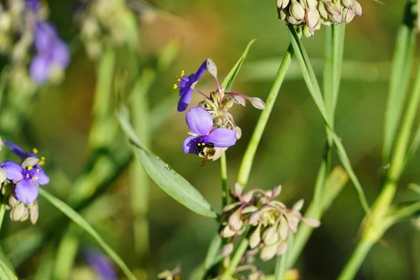 Yaban arısı mor Tradescantia örümcek otunu tozlaştırır..