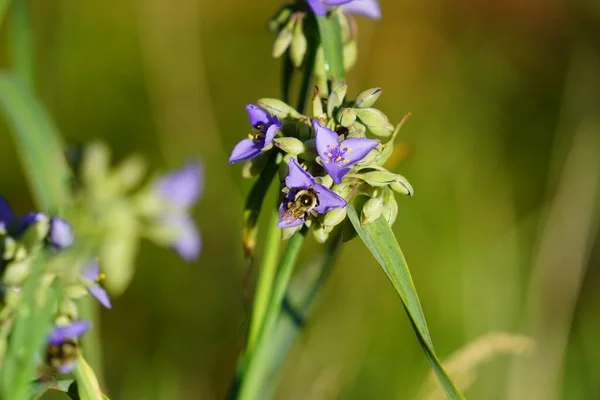 Bumblebee Poliniza Flor Púrpura Tradescantia Spiderwort — Foto de Stock