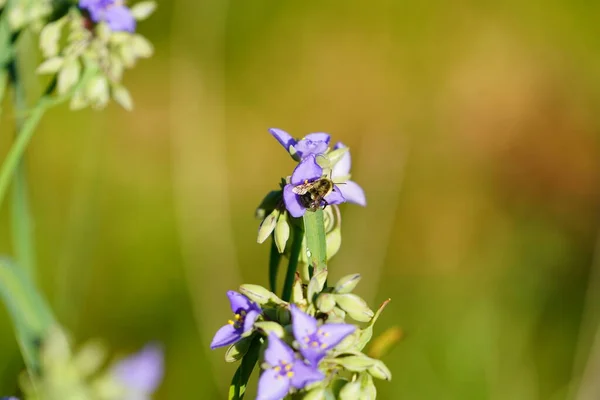 Bumblebee Opyluje Fialové Tradescantia Spiderwort Květiny — Stock fotografie