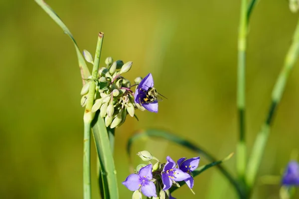 Stock image Bumblebee pollinates purple Tradescantia Spiderwort flower.