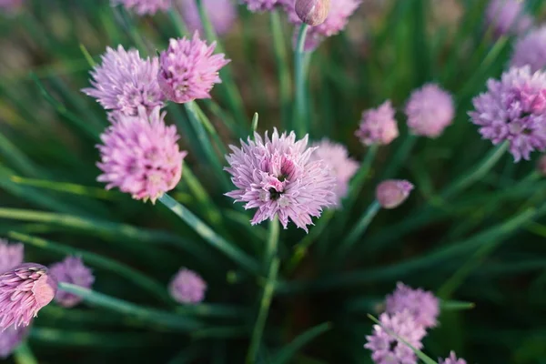 Schnittlauchblumen Wachsen Einem Garten — Stockfoto