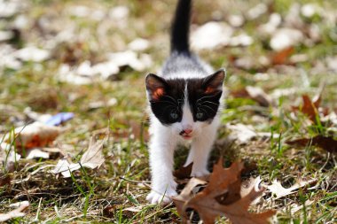 Parktaki siyah beyaz kedi