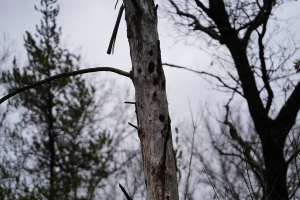 มในเปล อกต นไม าโดย Woodpeckers — ภาพถ่ายสต็อก