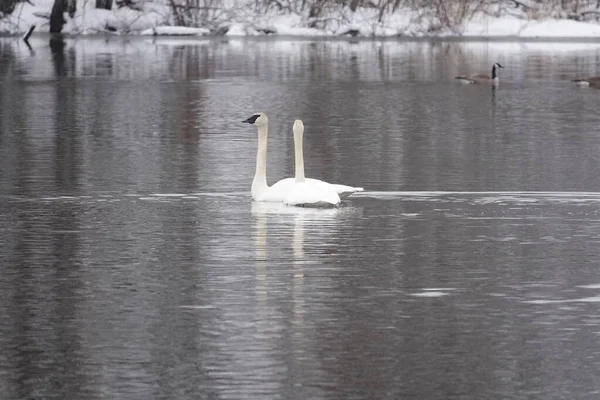 Trumpeter Swans Swimming Together Cold Lake Late Winter — Stock Photo, Image
