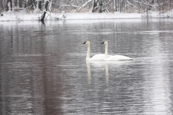 Trumpeter Swans Swimming Together Cold Lake Late Winter — Stock Photo, Image