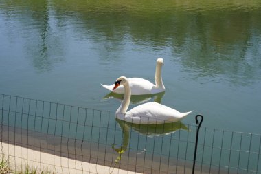 Beyaz Trompet Kuğuları, insan yapımı bir gölette birlikte yüzerler..