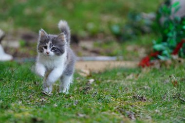 Baharda dişi bir yavru kedi dışarıda yerde oyun oynuyor..