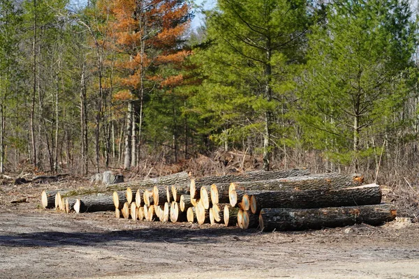 Träd Stockar Staplade Upp Redo Att Förvandlas Till Användbart Trä — Stockfoto