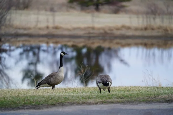 Pair Canadian Geese Hanging Out Pond — Stock Photo, Image