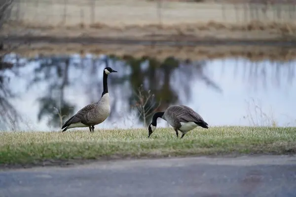 Pair Canadian Geese Hanging Out Pond — Stock Photo, Image