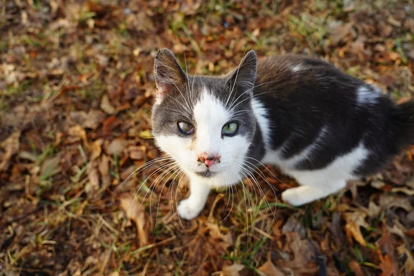 深灰色和白色的美国短发猫享受户外生活 — 图库照片