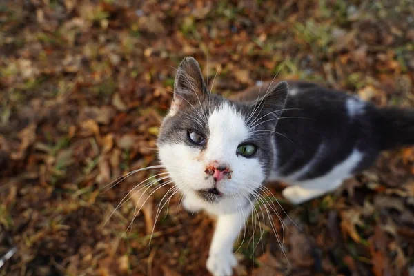 深灰色和白色的美国短发猫享受户外生活 — 图库照片