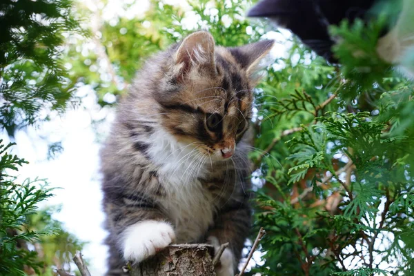 乌龟是地狱里的小猫咪 在高高的灌木丛中爬来爬去 — 图库照片