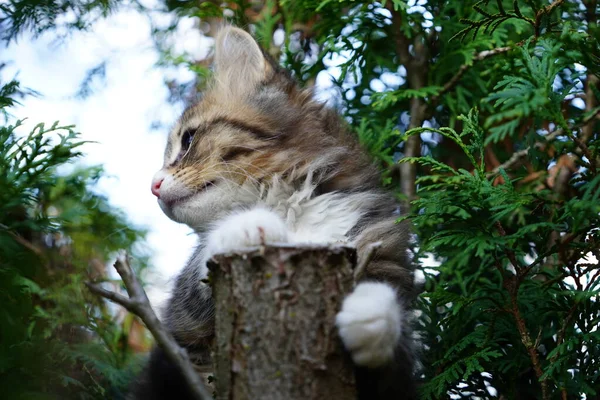 나무에서 주위를 Tortoiseshell Tabby 고양이 — 스톡 사진