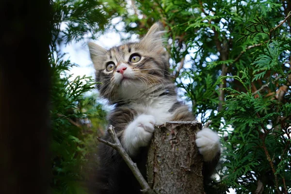 나무에서 주위를 Tortoiseshell Tabby 고양이 — 스톡 사진