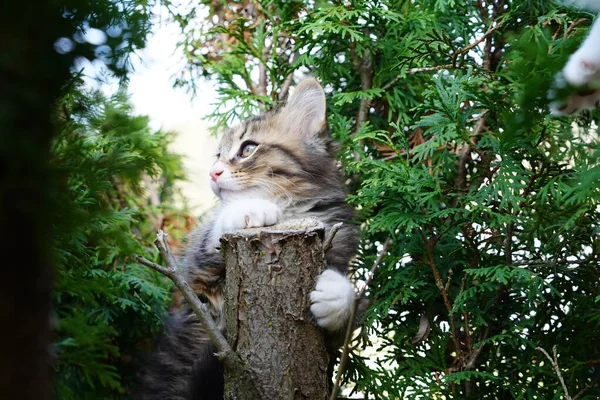 Schildpatt Gestromtes Kätzchen Klettert Einem Hohen Buschbaum Herum — Stockfoto