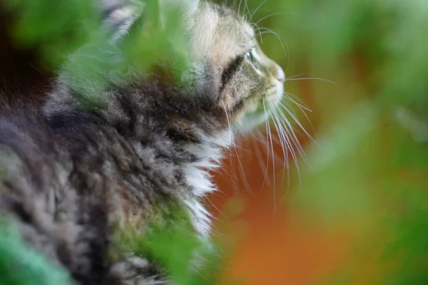 Tortoiseshell Tabby Kitten Klimmen Rond Een Hoge Bush Boom — Stockfoto