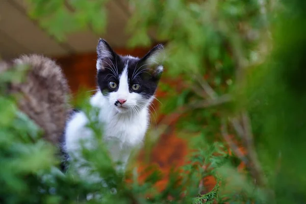 Smokinli Kedi Dışarıda Bir Çalılıkta Oturuyor — Stok fotoğraf