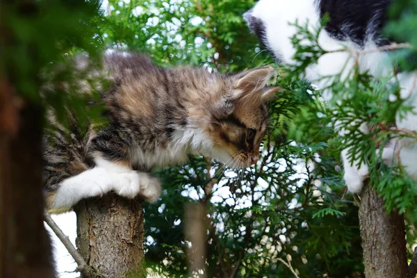 Tortoiseshell Tabby 고양이 나무에서 주위에 — 스톡 사진