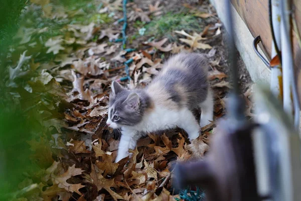 春の間に地面の外で遊ぶ女性のカリコ子猫 — ストック写真