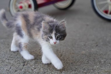 Baharda dişi bir yavru kedi dışarıda yerde oyun oynuyor..