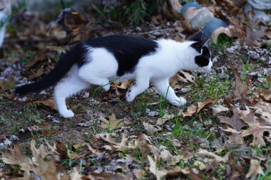Dişi smokinli kedi baharda dışarıda oynuyor..