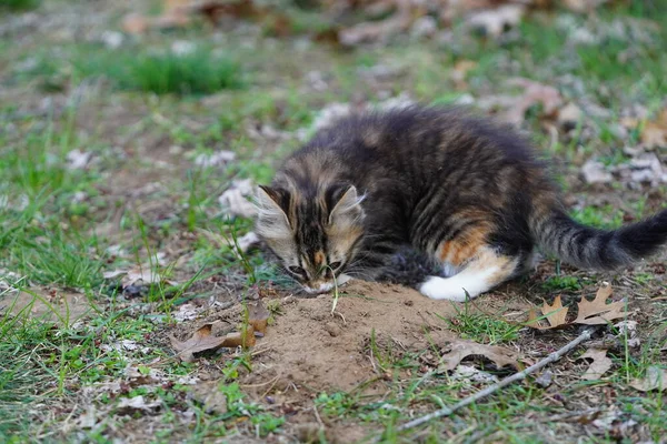 春天的时候 在外面的地上玩耍的是地狱里的肥猫 — 图库照片