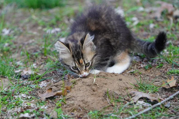 Tortoiseshell Tabby 고양이는 땅에서 — 스톡 사진