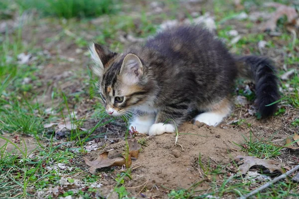 Schildkrötenpanzer Gestromtes Kätzchen Spielt Frühling Draußen Auf Dem Boden Herum — Stockfoto