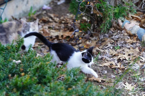 Tuxedo 고양이는 밖에서 — 스톡 사진