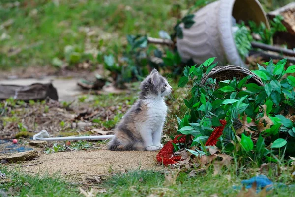 春天的时候 雌性卡利科猫在外面的地上玩耍 — 图库照片
