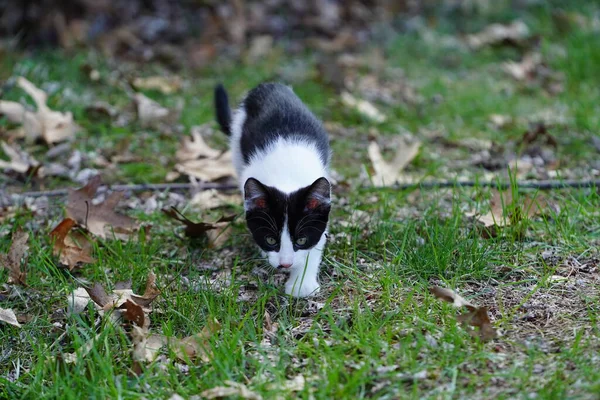 Tuxedo 고양이는 밖에서 — 스톡 사진