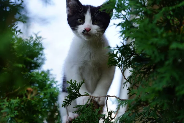 塔克塞多小猫坐在外面的灌木丛里 — 图库照片