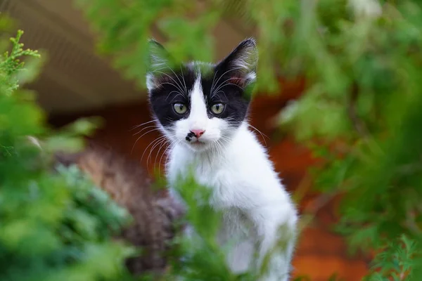塔克塞多小猫坐在外面的灌木丛里 — 图库照片