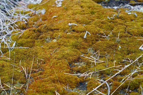 Moss Roste Lesní Půdě — Stock fotografie