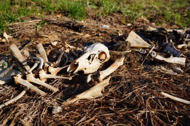 Yol kenarında yatan geyik kemiği ve leş yığını.